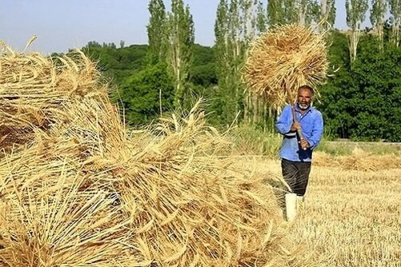 زمان دقیق تسویه گندمکاران توسط دولت اعلام شد