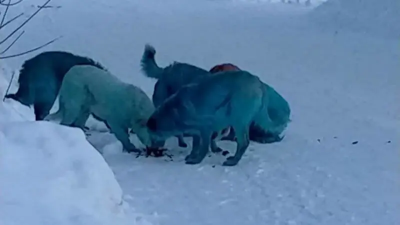 آبی رنگ سگ ها