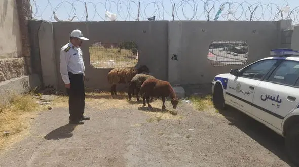 امانتدار جاده ها؛ برگشت ۳ راس گوسفند زنده به صاحبش توسط مامور پلیس راه پاکدست 