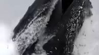 این نهنگ در یک لحظه میلیون ها ماهی را بلعید + فیلم 