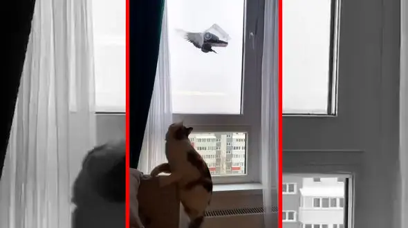 فیلم تلاش گربه برای شکار پرنده پشت شیشه خانه