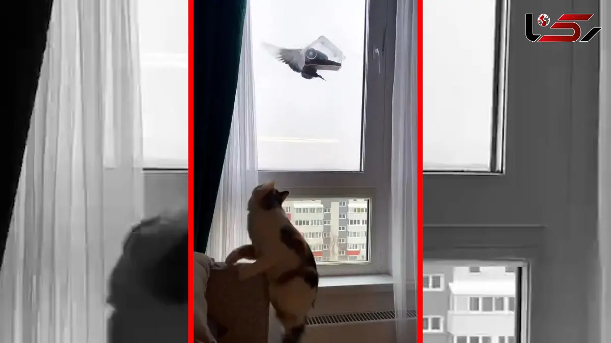 فیلم تلاش گربه برای شکار پرنده پشت شیشه خانه