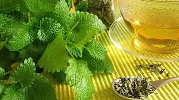 گیاه ضد اسپاسم و تقویت کننده حافظه