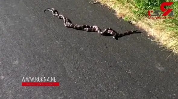 جفت‌گیری دو مار بزرگ جاده را بست+ فیلم
