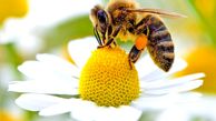 درمان بیماری های پوستی با سم زنبور