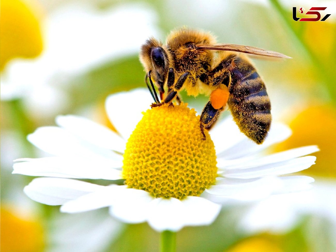 درمان بیماری های پوستی با سم زنبور