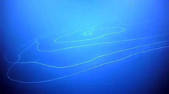 کشف موجود عجیب الخلقه در آب های استرالیا + فیلم و عکس