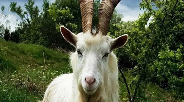 دهان و دندان در گوش یک بز!+فیلم