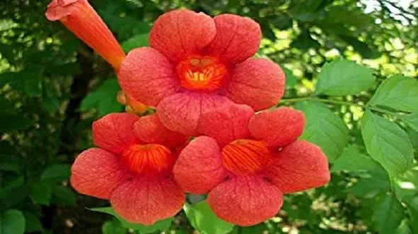 گل اشتهاآوری که دیابت را کنترل می کند