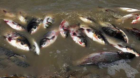 تلفات غیرعادی ماهی‌های سد نعمت‌آباد