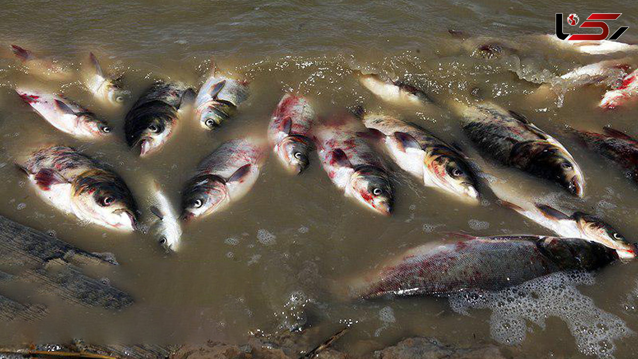 تلفات غیرعادی ماهی‌های سد نعمت‌آباد
