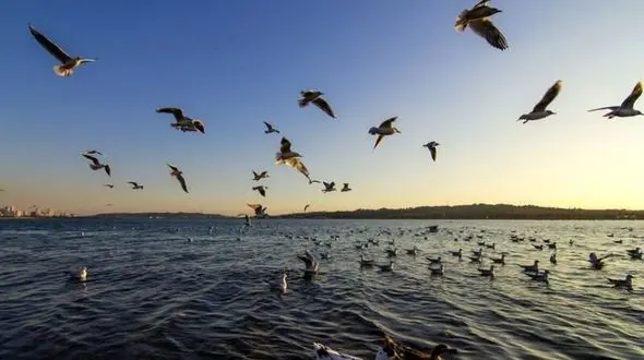 (ویدئو) پرندگان مهاجر سیبری، مهمان دریاچه هنر تهران