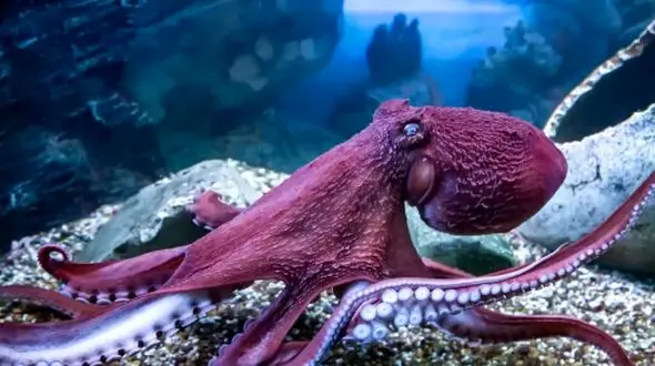 چگونه اختاپوس‌ ها با 8 بازو چندین کار را همزمان انجام می‌ دهند؟