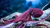 چگونه اختاپوس‌ ها با 8 بازو چندین کار را همزمان انجام می‌ دهند؟