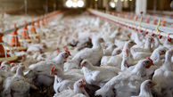 قبادی: مشکل تولید مرغ داریم