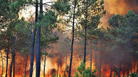 آتش‌سوزی در جنگل‌های کوه سمر همچنان ادامه دارد / در کهگیلویه رخ داد