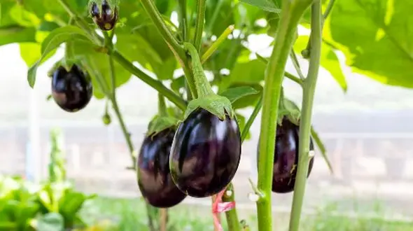 علت ریزش گل بادمجان چیست؟ راهکارهایی برای افزایش محصول‌ دهی