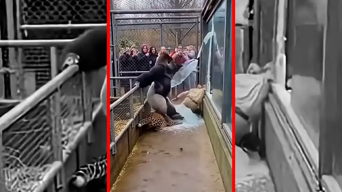 فیلم نجات نگهبان توسط گوریل ساخته شده با هوش مصنوعی