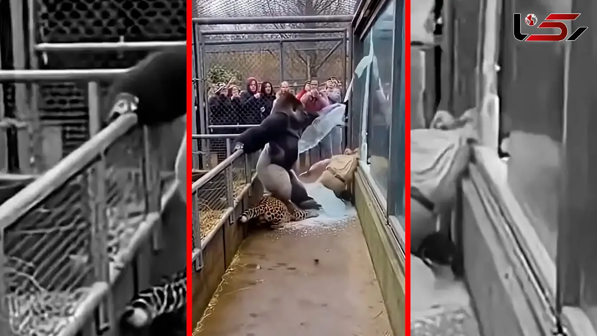 فیلم نجات نگهبان توسط گوریل ساخته شده با هوش مصنوعی