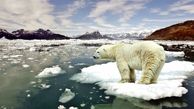 احتمال انقراض خرس‌های قطبی در ۴۰ سال آینده