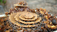 تصاویر خیره‌کننده کندوهای مارپیچ گونه‌ای از زنبور عسل