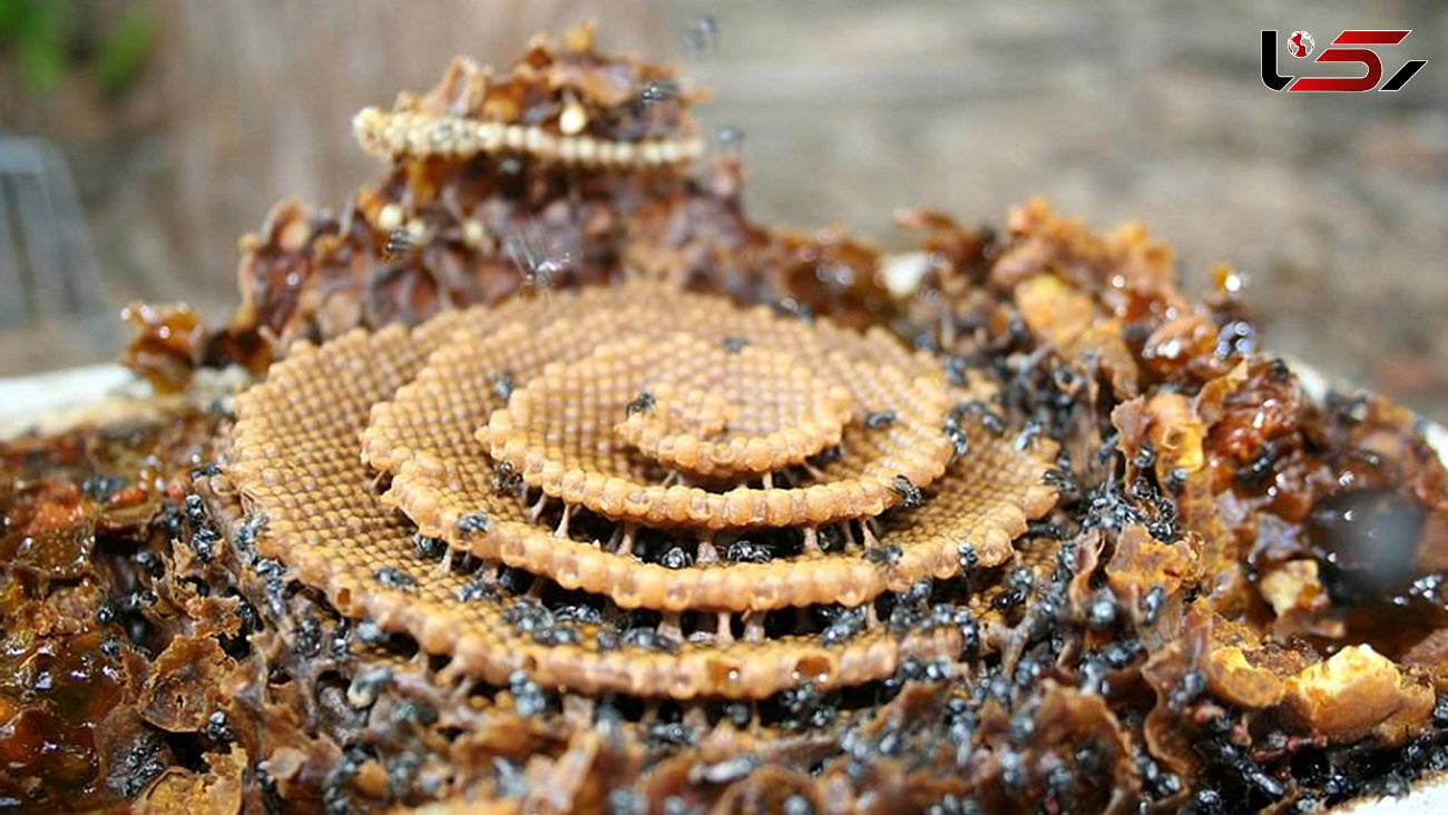 تصاویر خیره‌کننده کندوهای مارپیچ گونه‌ای از زنبور عسل