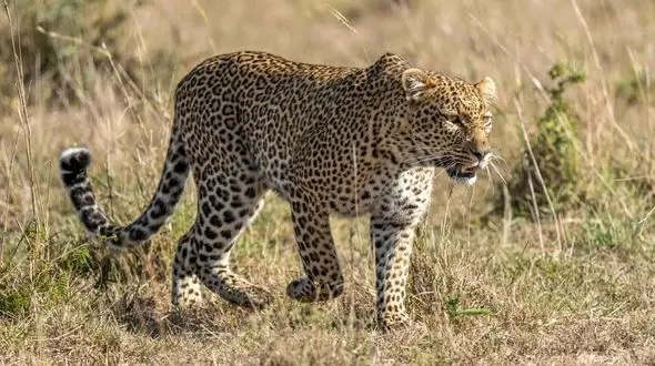 اولین فیلم از پلنگ ایرانی در کازرون / واکنش محیط زیست چه بود؟!