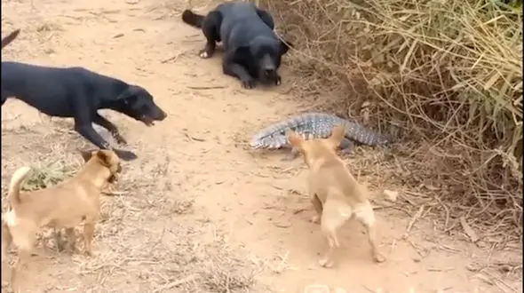 حمله سگ های ولگرد به یک گاندو + فیلم