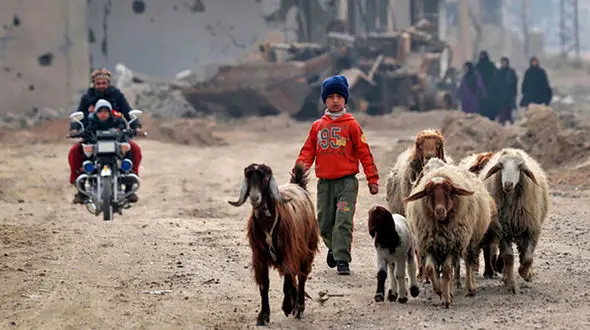 شوک کودک 12 ساله به گناباد / گوسفندان برگشتند ، او برنگشت!