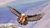 فیلم / دیده شدن  همای سعادت در قله دماوند / نماد خوشبختی ایرانی ها بر فراز تهران