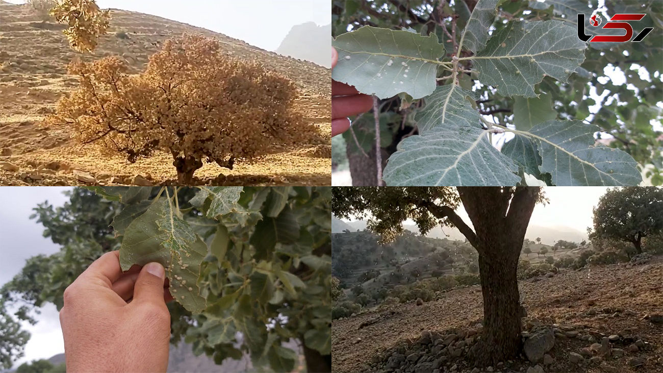 65 هزار هکتار از جنگل های بلوط زاگرس درگیر آفت پروانه سفید / سم پاشی بیشتر مخرب بود تا کمک کننده + فیلم