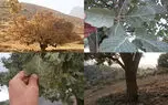 65 هزار هکتار از جنگل های بلوط زاگرس درگیر آفت پروانه سفید / سم پاشی بیشتر مخرب بود تا کمک کننده + فیلم