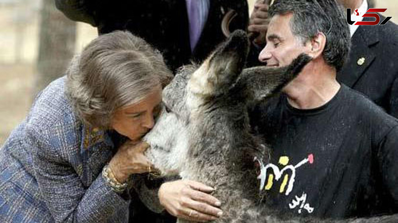ملکه اسپانیا یک الاغ را بوسید ! + عکس