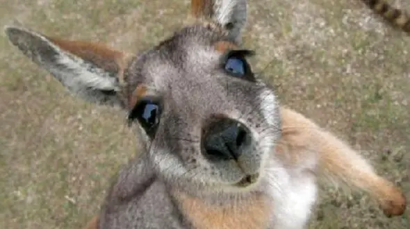 فیلم/ نجات بچه کانگورویی که مادرش بر اثر تصادف کشته شد! 