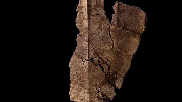 3 فسیل خارپوست به موزه ملی تاریخ طبیعی اهدا شد