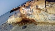 نهنگ 35 تنی در جزیره سیری تلف شد + تصاویر