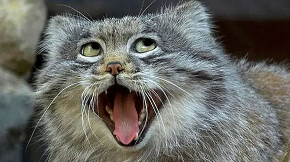 عجیب و غریب ترین تصاویر از دنیای حیوانات