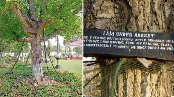 ماجرای بازداشت یک درخت در پاکستان  / آنرا به زنجیر بستند ! + عکس