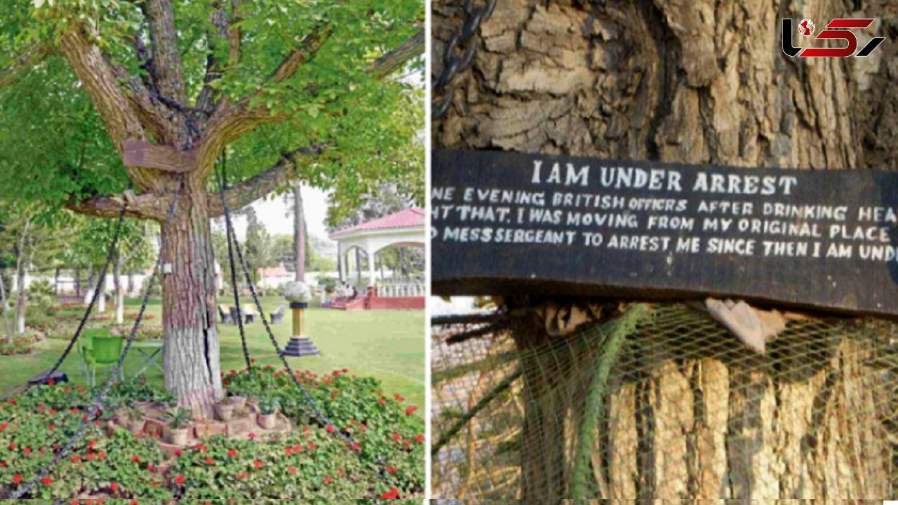 ماجرای بازداشت یک درخت در پاکستان  / آنرا به زنجیر بستند ! + عکس