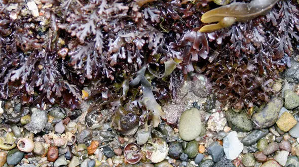 کرم ضد آفتاب حاوی جلبک دریایی مانع از سوختگی پوست می شود