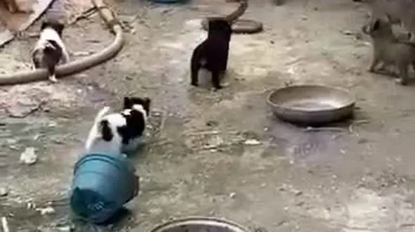 ببینید / نبرد دیدنی سگ ها با مار خشمگین+ فیلم 