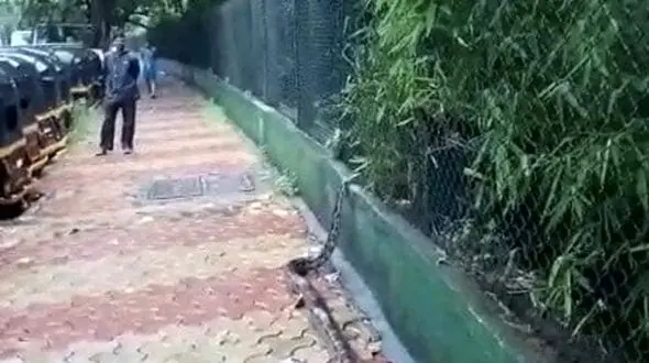 مار پیتون غول پیکر همه را شوکه کرد + فیلم