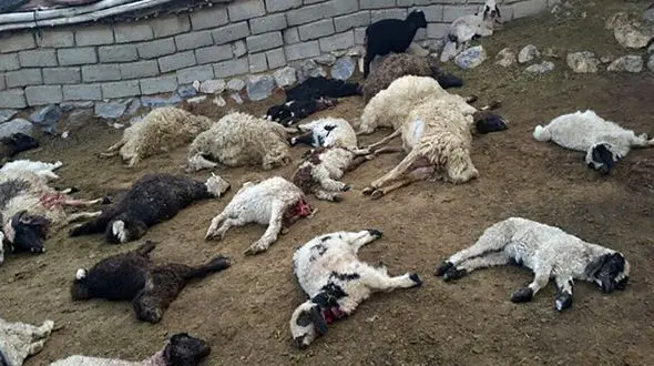 حمله گرگ‌های گرسنه به پلدختر + جزئیات