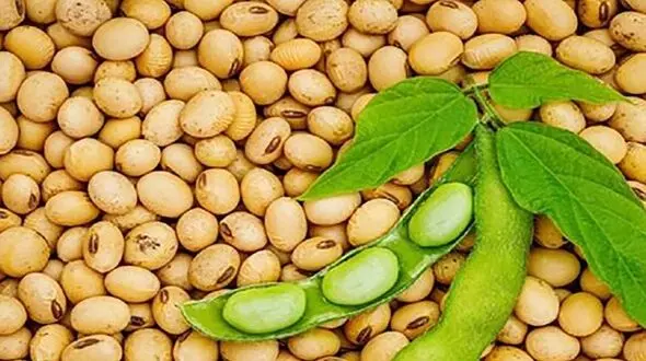 فواید شگفت انگیز پروتئین سویا