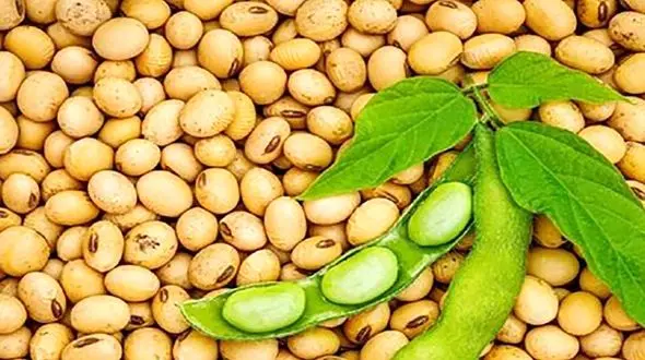 فواید شگفت انگیز پروتئین سویا