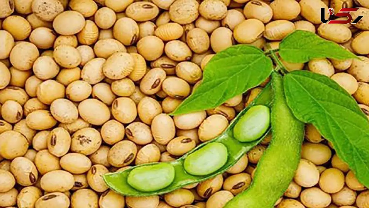 فواید شگفت انگیز پروتئین سویا