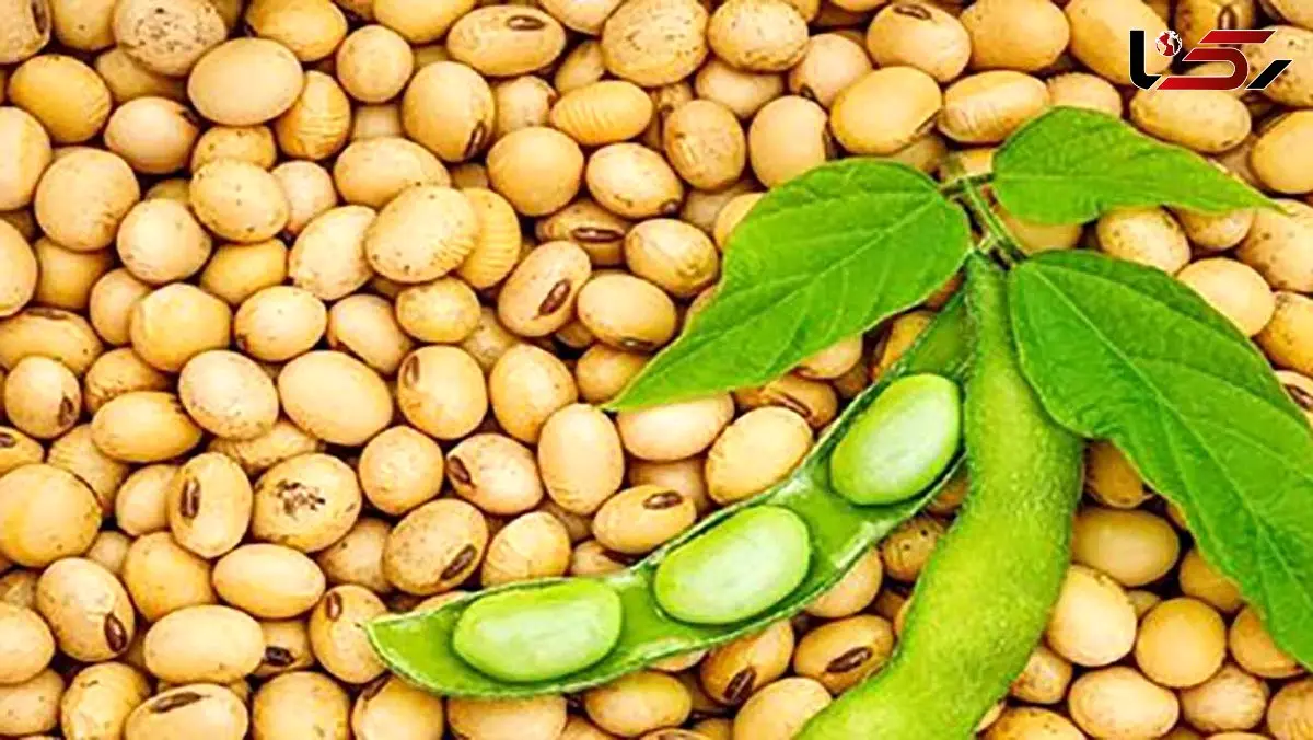 فواید شگفت انگیز پروتئین سویا