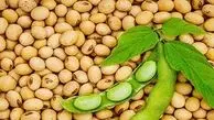 فواید شگفت انگیز پروتئین سویا