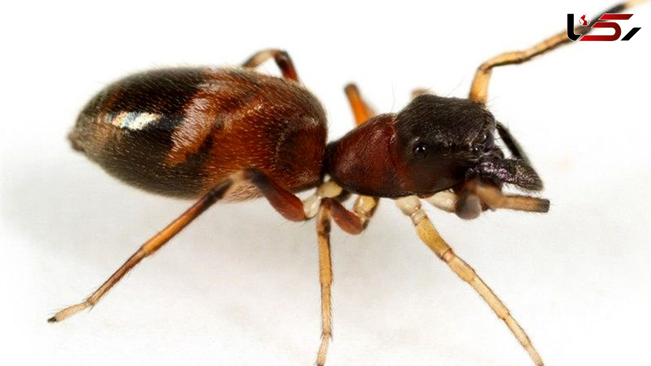 رقص عنکبوت به تقلید از مورچه+ فیلم و عکس