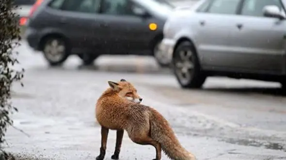 عجیب ترین دزد سریالی شهر  / او به کفش های پاشنه بلند زنانه علاقه داشت ! + عکس / برلین